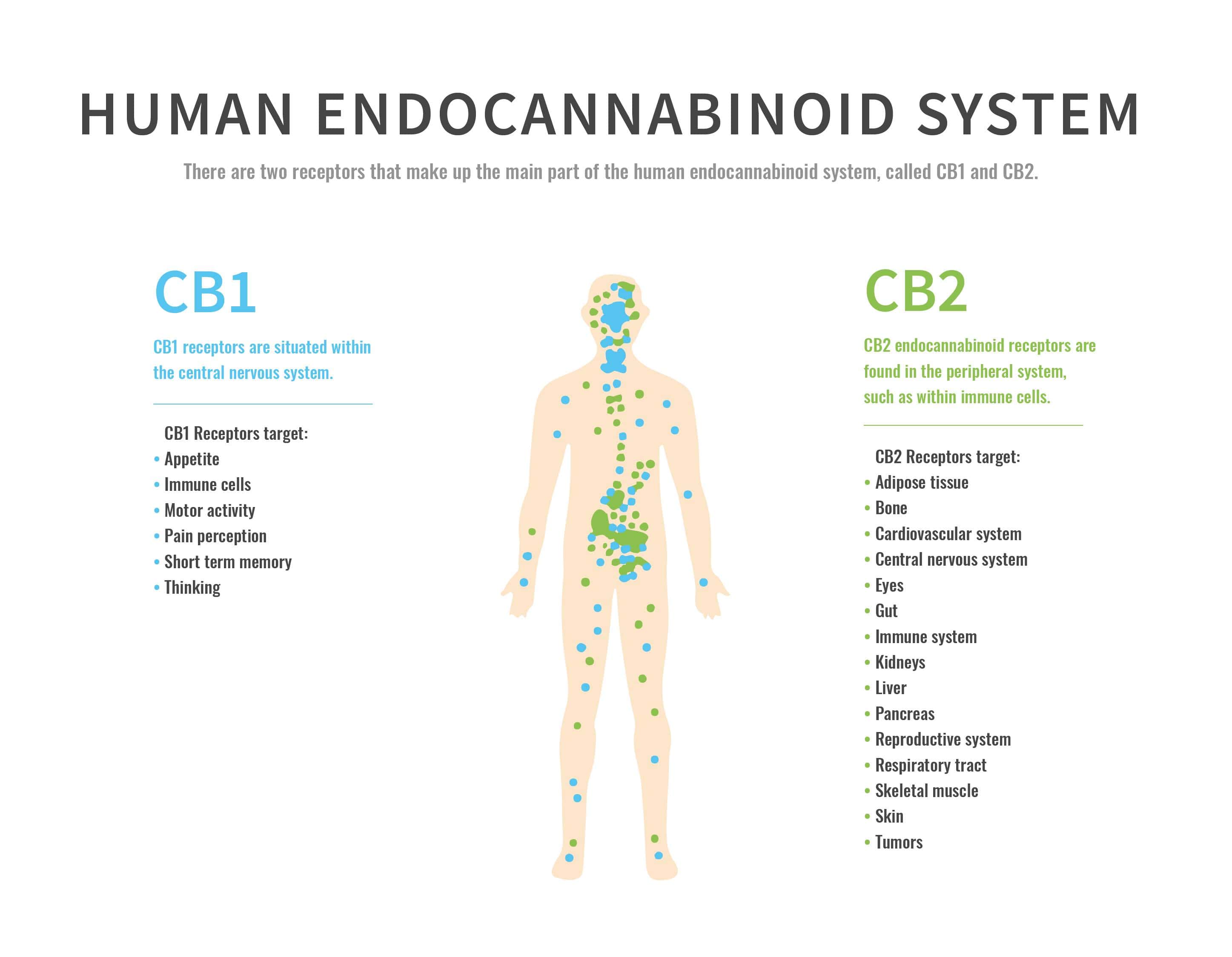 Schéma du système endocannabinoïde