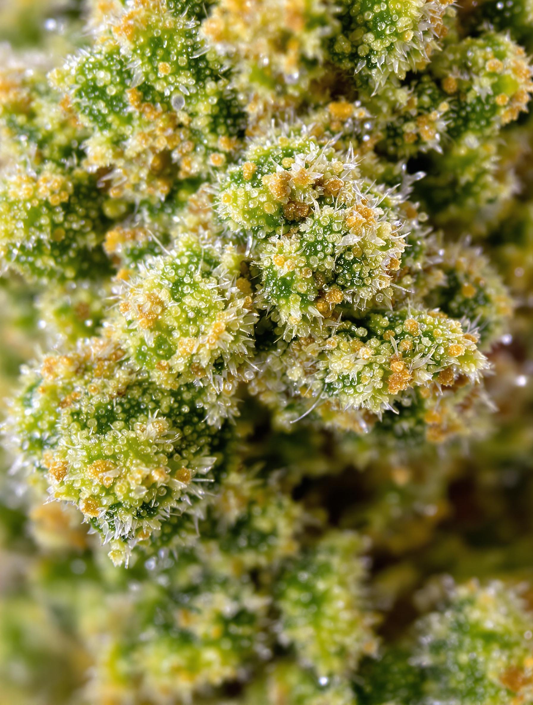 CBD flower close-up showing trichomes