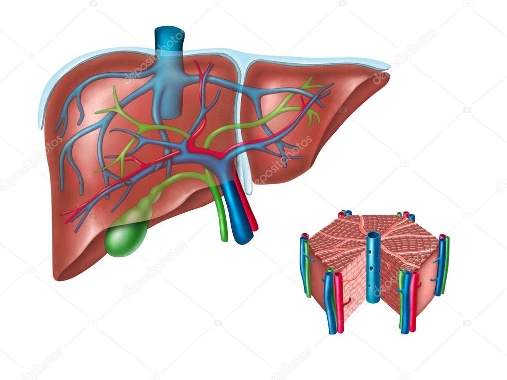 Illustration détaillée et scientifique du système hépatique humain.