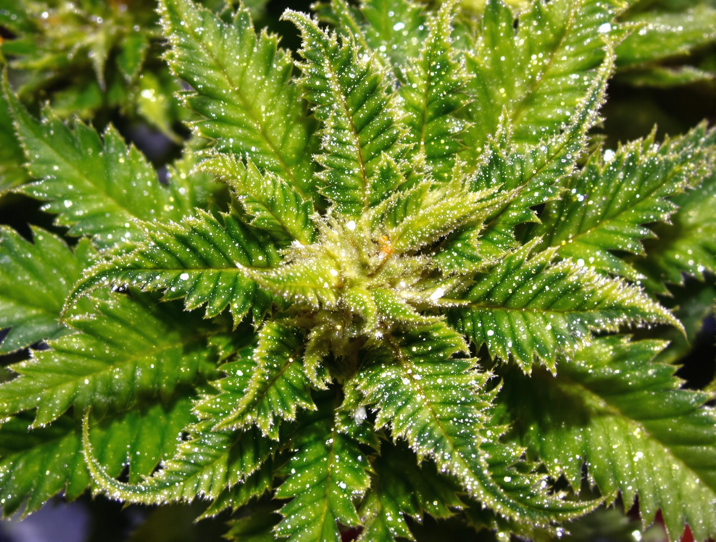 Plante de cannabis avec trichomes