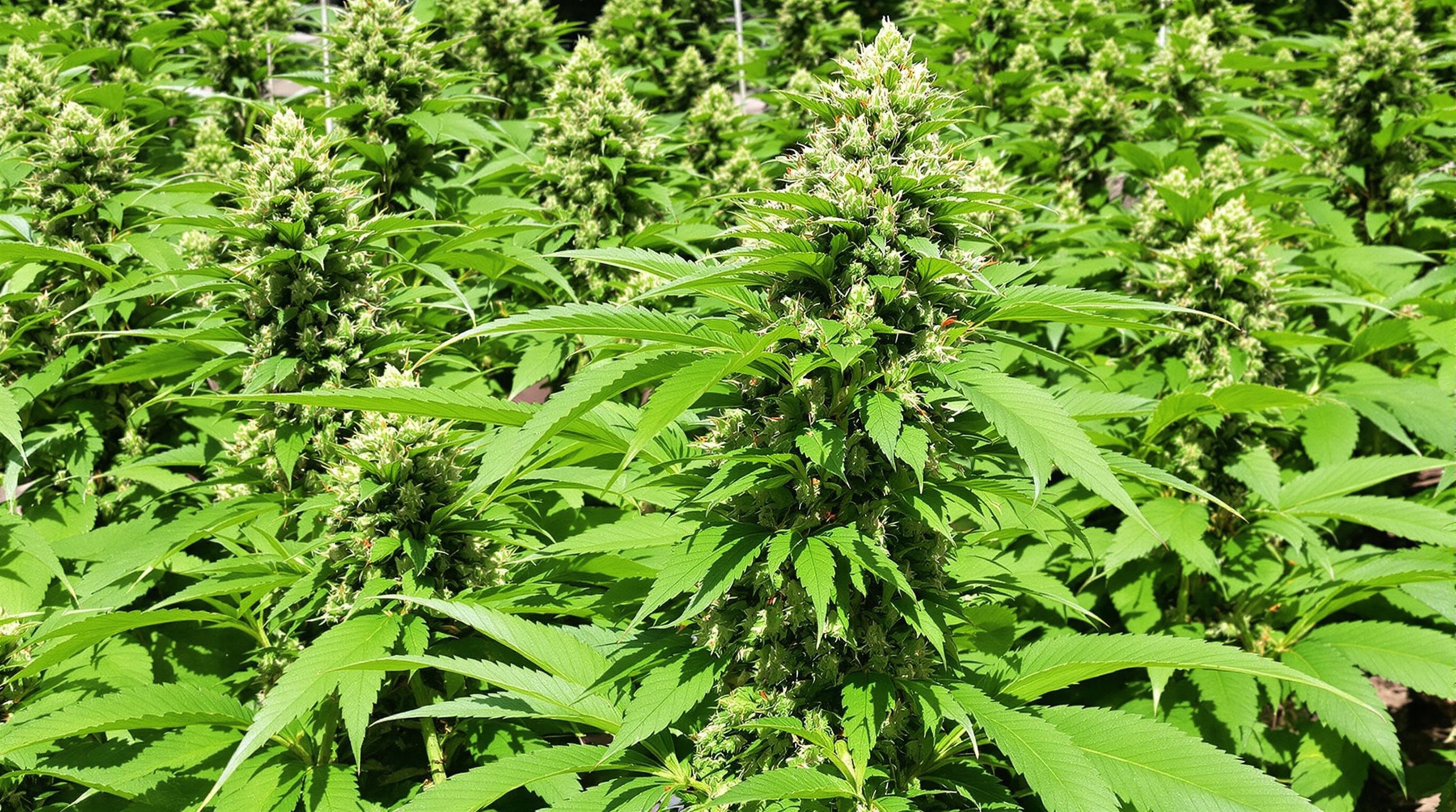 Image of Santa Maria CBD flowers in outdoor cultivation