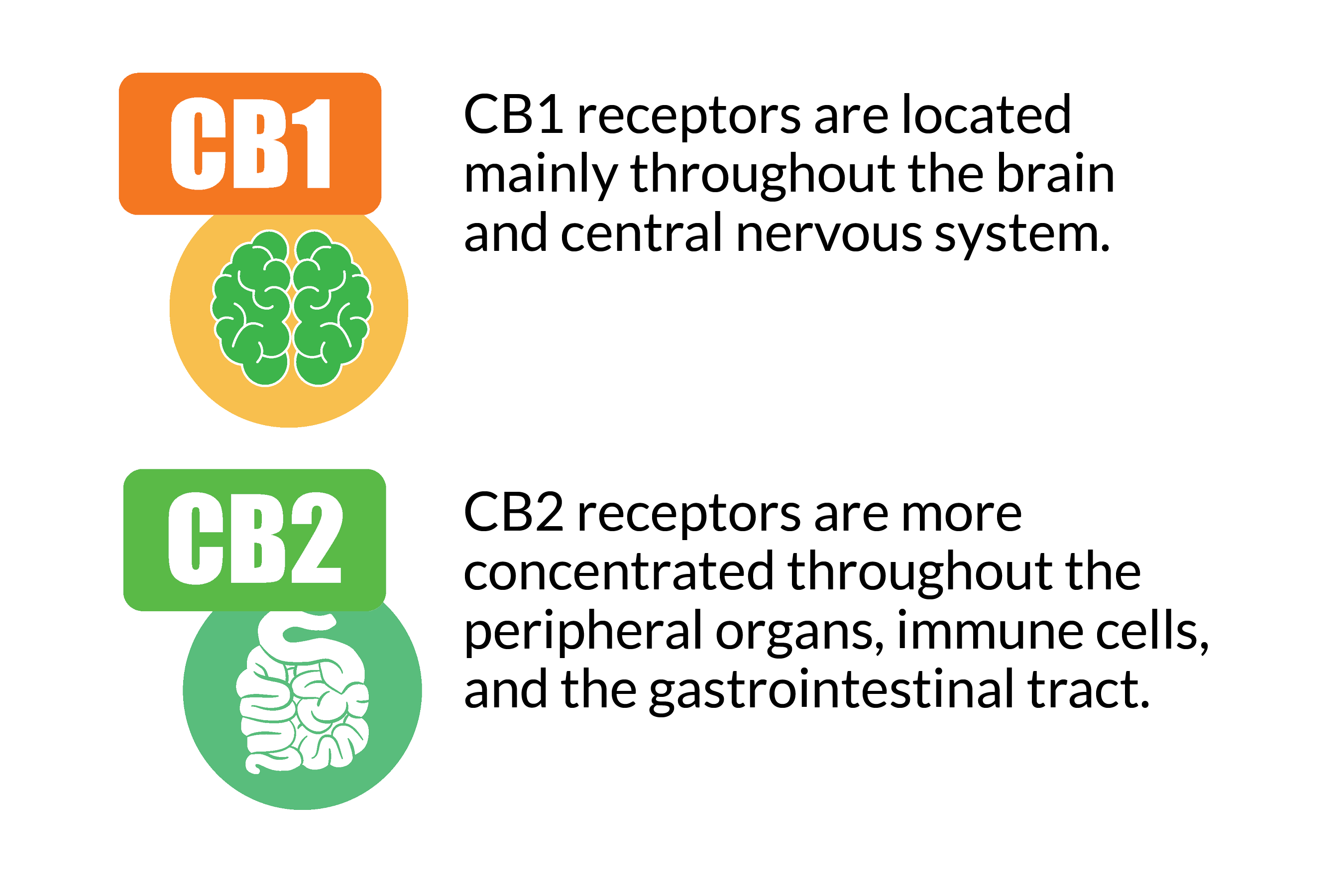 Comparaison entre CBD naturel et H4CBD.