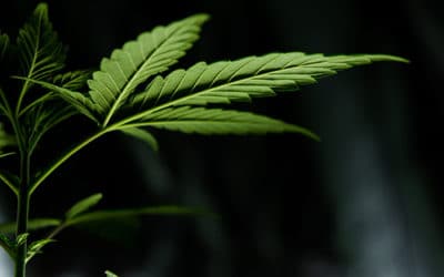 Le cannabis médical et ses vertus