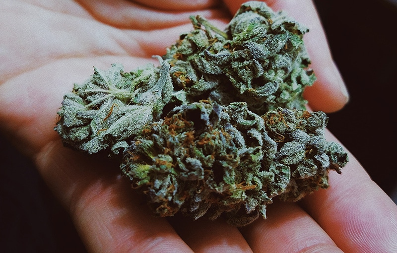 Bien choisir son cannabis et CBD médicinal